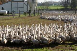 290 millions supplémentaires pour les éleveurs dont 130 pour le foie gras