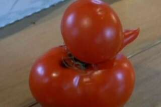 VIDÉO. Une tomate en forme de canard retrouvée dans un jardin du Michigan