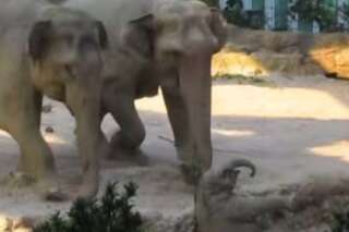 VIDÉO. Deux éléphants se ruent pour aider un éléphanteau tombé sur le dos