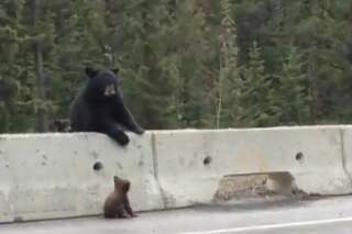 VIDÉO - Une maman ours sauve son ourson sur le bord d'une autoroute au Canada