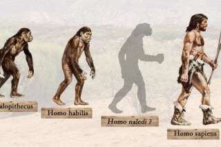 L'Homo naledi, ancienne espèce humaine inconnue, est-il notre ancêtre ou notre cousin ? [INFOGRAPHIE]