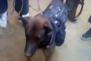 VIDÉO. Un chien militaire pris en otage par des talibans afghans