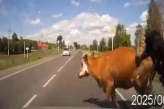 VIDÉO. Accident de voiture en Russie: des vaches en plein rapport sexuel percutées par un conducteur