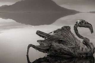 PHOTOS. Les incroyables photos d'animaux transformés en pierre du lac Natron en Tanzanie