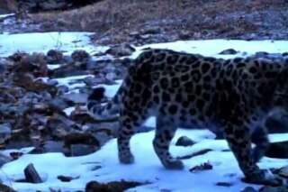 Des images d'un jeune Amur, le léopard le plus menacé au monde
