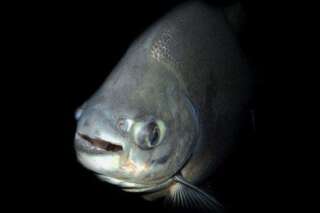 Pacu, le poisson mangeur de testicules, a été aperçu en Suède