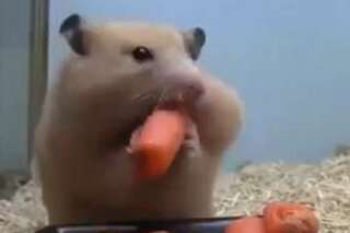 VIDÉO. Ce hamster ingurgite 5 carottes en quelques secondes