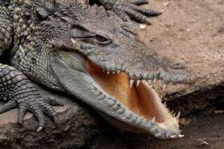 Bientôt une île-prison gardée par des crocodiles pour les trafiquants de drogue en Indonésie?
