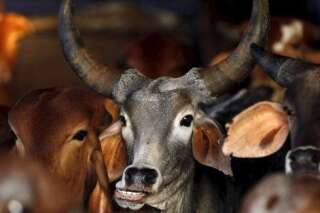L'Inde veut créer des vaches qui rotent moins pour réduire la pollution