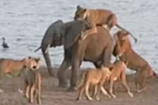 VIDÉO. Attaqué par 14 lions, un bébé éléphant s'en sort sain et sauf en Zambie