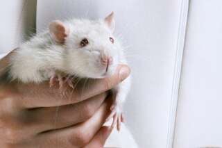 Effacer des souvenirs, puis les recréer: des scientifiques y sont parvenus chez des rats
