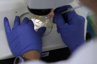 Premier clonage de cellules adultes pour créer des cellules souches embryonnaires