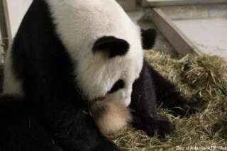 Espèces en voie de disparition: Naissance de bébés pandas géants aux États-Unis