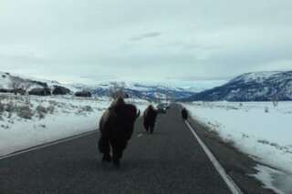 VIDÉO. Un bison fonce sur une voiture