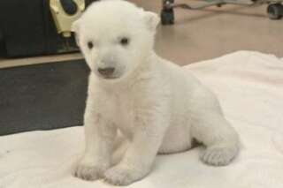 VIDÉO. Un ourson polaire fait ses premiers pas au zoo de Toronto