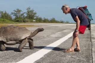 VIDÉO. Une course-poursuite avec une tortue géante d'Aldabra