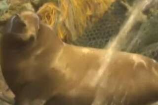 VIDÉO. Ce lion de mer n'a vraiment pas apprécié d'être capturé dans un filet