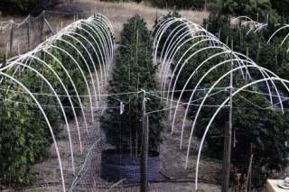 PHOTOS. Voyage au coeur des plantations secrètes de cannabis en Californie