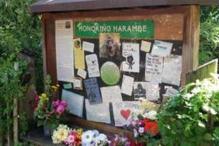 Harambe, le gorille abattu, a droit à un mémorial dans son zoo