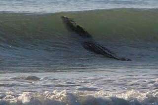 PHOTO. Un crocodile géant fait du surf sur une plage en Australie