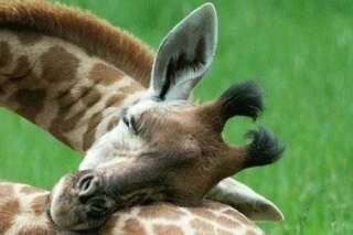 PHOTOS. Comment les girafes dorment? Dans une position vraiment incongrue...