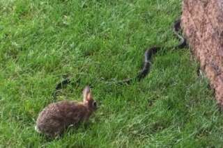 VIDÉO. Cette lapine affronte un serpent pour sauver ses petits