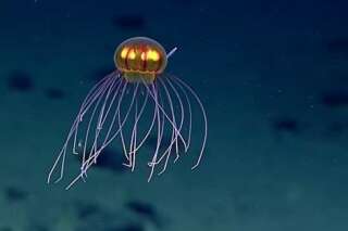 VIDÉO. Une incroyable méduse découverte dans les profondeurs de l'océan Pacifique
