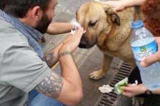 Manifestations en Turquie : des chiens aspergés de gaz lacrymogènes créent l'émoi