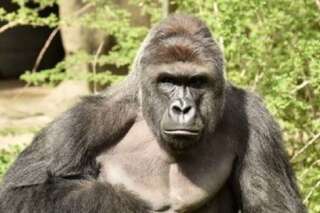 Les parents du garçon sauvé appellent à faire un don pour Harambe, le gorille abattu au zoo de Cincinnati