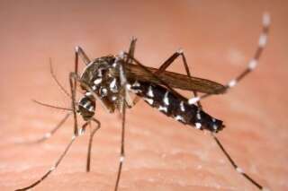 Chikungunya à Montpellier: quatre personnes contractent le virus après avoir été piquées par des moustiques