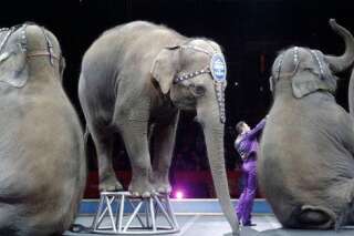 Pourquoi la ville de Vence interdit les animaux de cirque