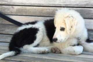Johnny Hallyday adopte un chien abandonné trouvé sur la route