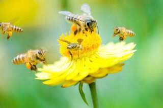 Les insecticides néonicotinoïdes tuent les abeilles, en voici une preuve de plus