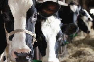 La viande dans l'accord de libre-échange entre UE et USA: les différences de normes d'élevage que craignent les éleveurs