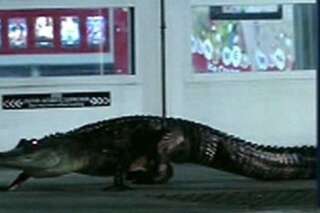 VIDEO. Un alligator au supermarché