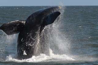 750 baleines sauvées des harpons du Japon en 2013, d'après l'organisation Sea Shepherd