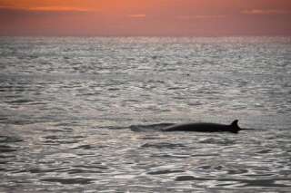 Chant des baleines: Le son mystérieux sous-marin enfin élucidé