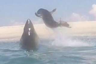 VIDEO. Ce phoque échappe à un requin grâce à un incroyable saut