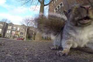 VIDÉO. Un écureuil s'empare d'une caméra GoPro et la laisse tomber du haut d'un arbre