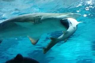 VIDÉO. Pour le dîner, ce requin d'un aquarium de Séoul a englouti son rival