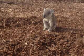 PHOTO. Un koala désorienté après la destruction de son habitat