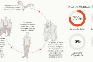 Virus Ebola : transmission, traitement, pays concernés, le point sur l'épidémie en une infographie