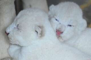 PHOTOS. Ces lionceaux blancs nés il y a quelques jours vont vous faire fondre