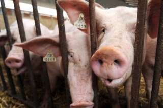 Crise du porc: journée décisive pour le secteur, les éleveurs inquiets