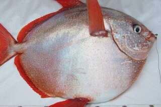 Le poisson-lune est le premier poisson à sang chaud découvert, et c'est un vrai avantage dans les mers froides