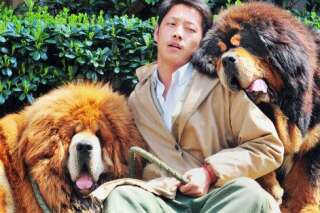 Un chien vendu pour 1,4 millions d'euros en Chine