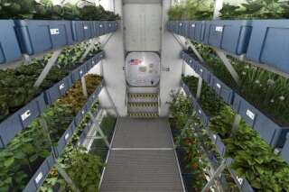 PHOTOS. Les astronautes de la Station spatiale internationale vont manger les premiers légumes cultivés dans l'espace