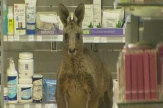 Australie: un kangourou bloque à nouveau une partie de l'aéroport de Melbourne
