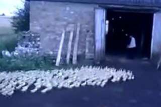VIDEO. Cet éleveur rassemble des canards juste au son de sa voix