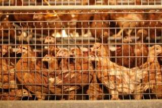 Monoprix arrête totalement de vendre des œufs de poules élevées en cage